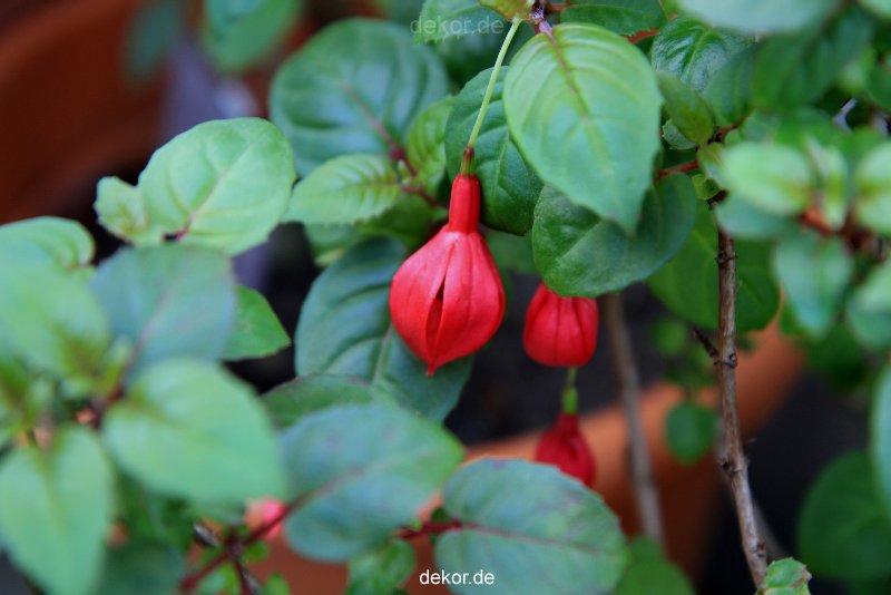 wuppertal-hardt-botanischer-garten-2013-005
