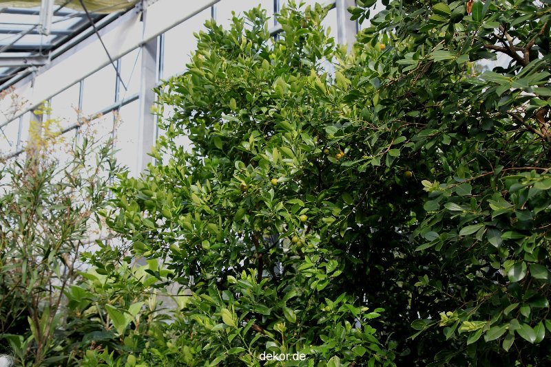 wuppertal-hardt-botanischer-garten-2013-010