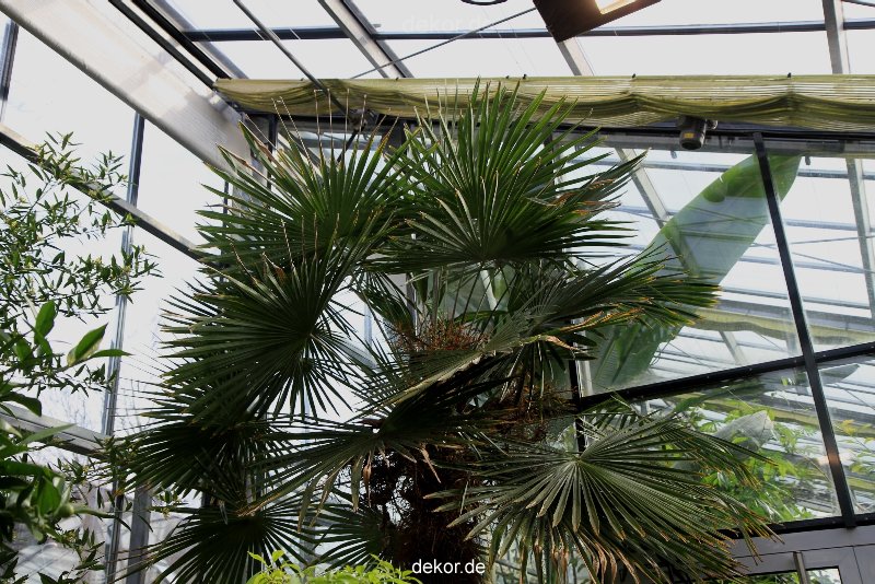 wuppertal-hardt-botanischer-garten-2013-011