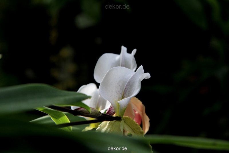 wuppertal-hardt-botanischer-garten-2013-018