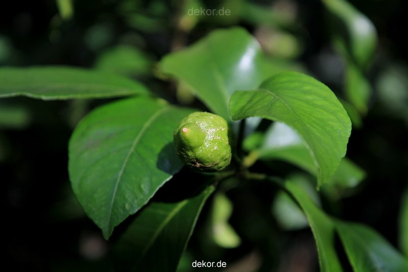wuppertal-hardt-botanischer-garten-2013-023
