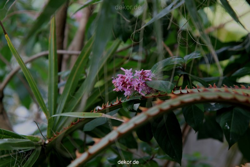 wuppertal-hardt-botanischer-garten-2013-027