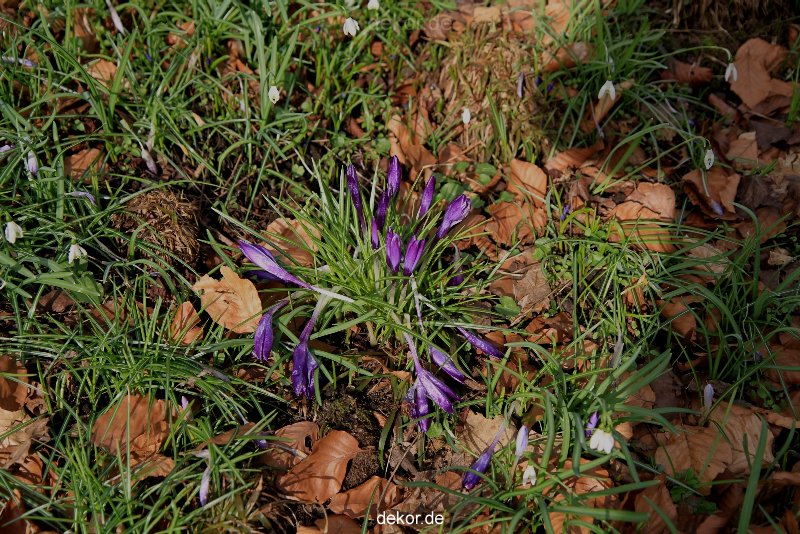 wuppertal-hardt-botanischer-garten-2013-049