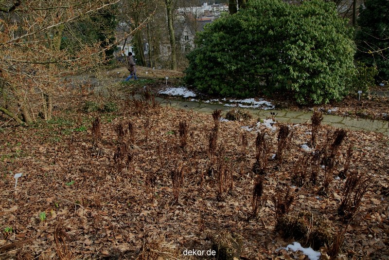 wuppertal-hardt-botanischer-garten-2013-055