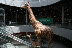 duesseldorf-flughafen-flughafen-011