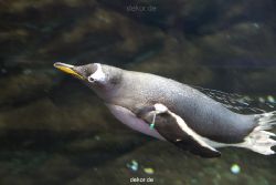 duesseldorf-aquazoo-007
