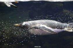 duesseldorf-aquazoo-008