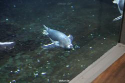 duesseldorf-aquazoo-009