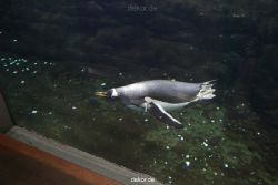 duesseldorf-aquazoo-010