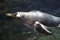 duesseldorf-aquazoo-011