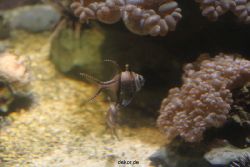 duesseldorf-aquazoo-016