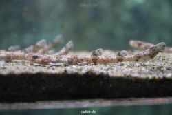 duesseldorf-aquazoo-017