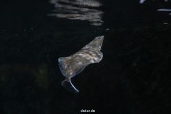duesseldorf-aquazoo-026