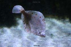 duesseldorf-aquazoo-027