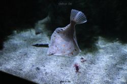 duesseldorf-aquazoo-028
