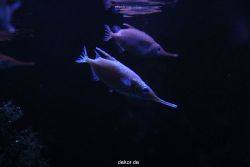 duesseldorf-aquazoo-029