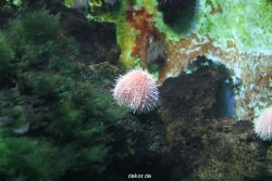 duesseldorf-aquazoo-030