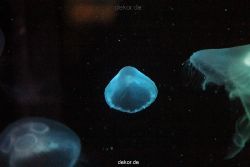 duesseldorf-aquazoo-034