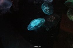 duesseldorf-aquazoo-038