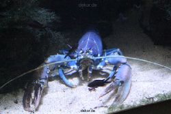duesseldorf-aquazoo-043