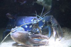 duesseldorf-aquazoo-044