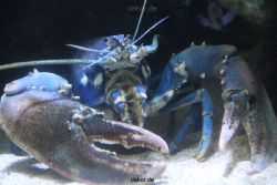 duesseldorf-aquazoo-045