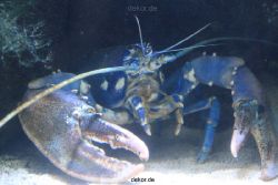duesseldorf-aquazoo-046