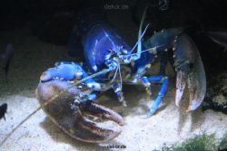 duesseldorf-aquazoo-047