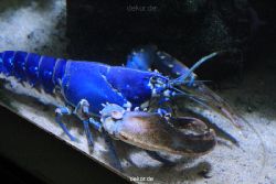duesseldorf-aquazoo-048