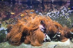 duesseldorf-aquazoo-051