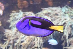 duesseldorf-aquazoo-055