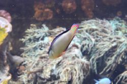 duesseldorf-aquazoo-056