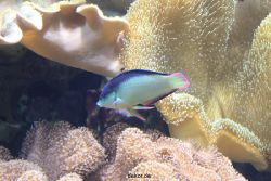duesseldorf-aquazoo-057