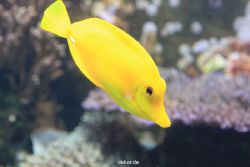 duesseldorf-aquazoo-058
