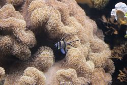duesseldorf-aquazoo-065