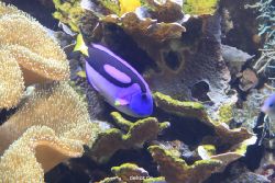 duesseldorf-aquazoo-067