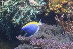 duesseldorf-aquazoo-070