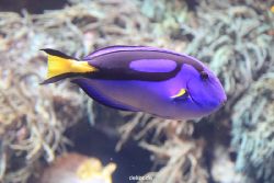 duesseldorf-aquazoo-072