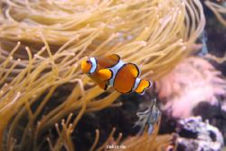 duesseldorf-aquazoo-080