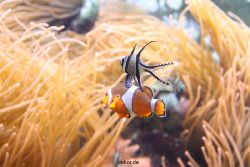 duesseldorf-aquazoo-082