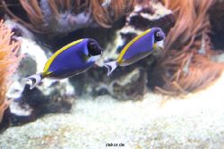 duesseldorf-aquazoo-086