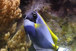 duesseldorf-aquazoo-091