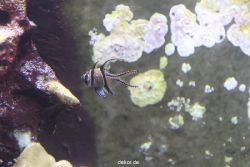 duesseldorf-aquazoo-092