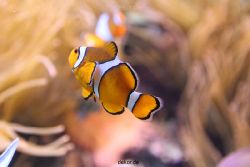 duesseldorf-aquazoo-093