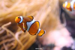 duesseldorf-aquazoo-097