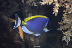duesseldorf-aquazoo-099