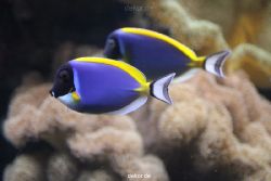 duesseldorf-aquazoo-100
