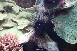 duesseldorf-aquazoo-103