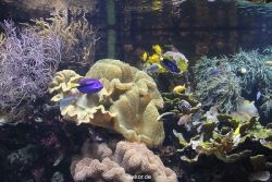 duesseldorf-aquazoo-105