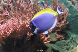 duesseldorf-aquazoo-111
